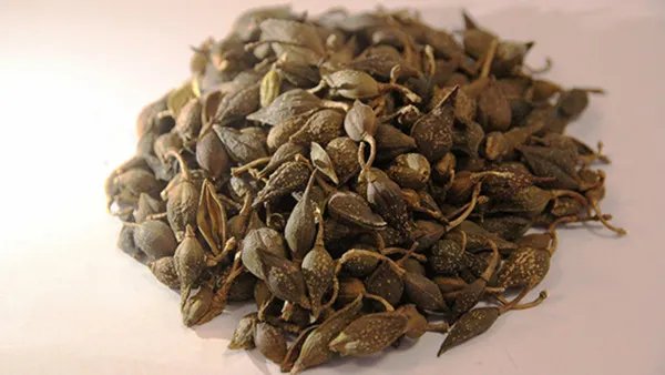 清开灵颗粒小孩能吃吗?清开灵颗粒的功效与作用是什么