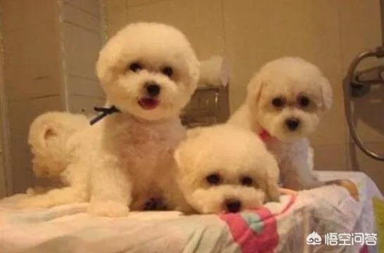 如果把狗狗自己放到陌生环境中