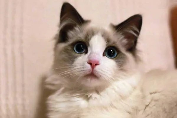 温顺可爱的猫，为什么能被宋代文人如此偏爱？