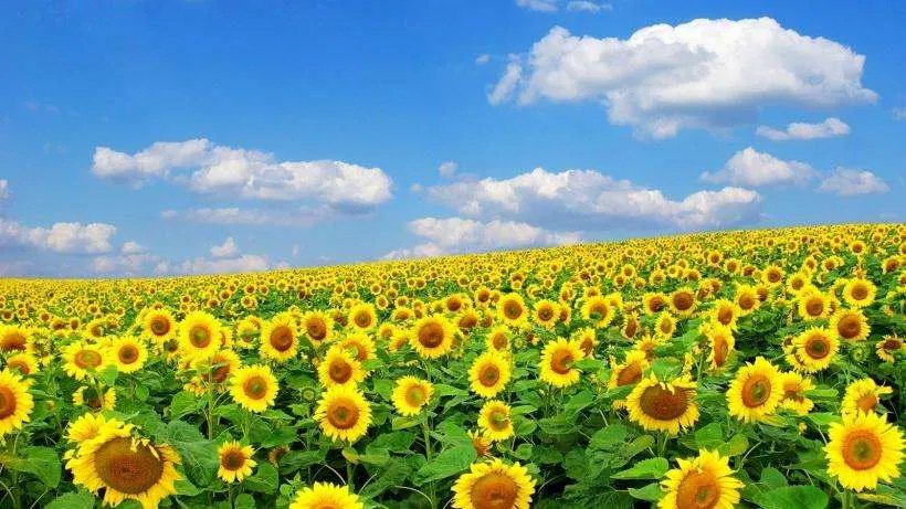 向日葵花语是什么?向日葵的花语全面解析