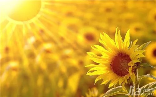 向日葵花语是什么?向日葵的花语全面解析