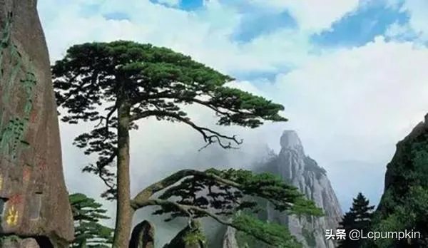 罗汉松和松柏树的区别