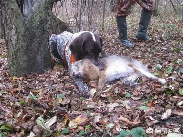 波音达猎犬有护卫能力吗?