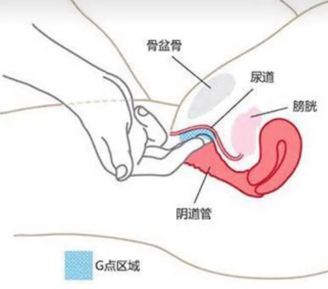 阴道G点到底在哪里？