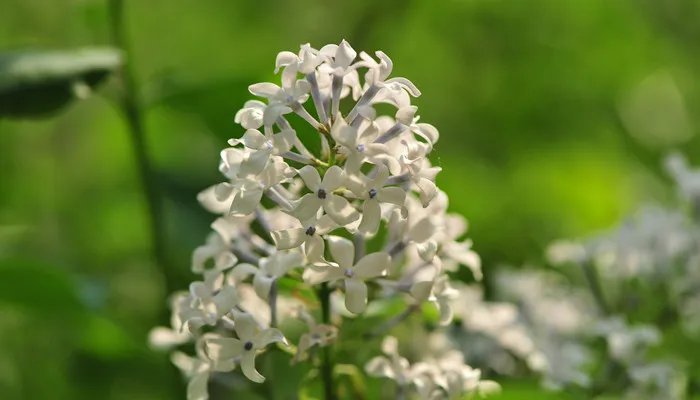 丁香花是什么颜色