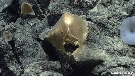 美国科学家在海底发现神秘“金蛋” 疑为未知生物所产