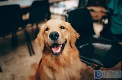 犬类智商排名