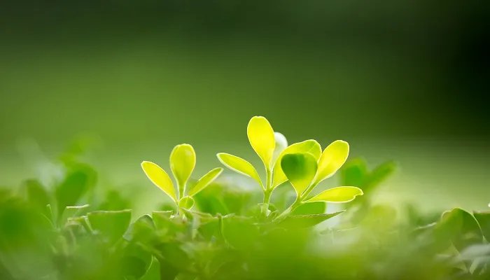植物的光合作用