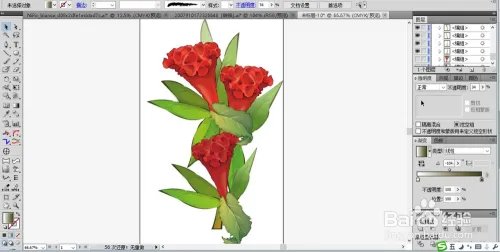 鸡冠花图片设计