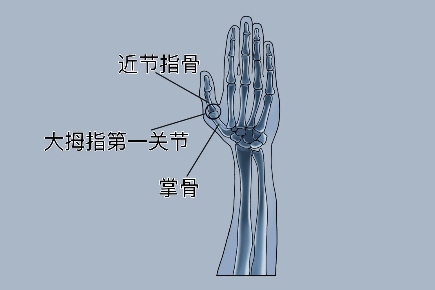 大拇指骨头图片大全