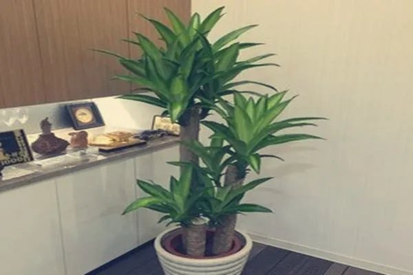 巴西铁树有什么含义