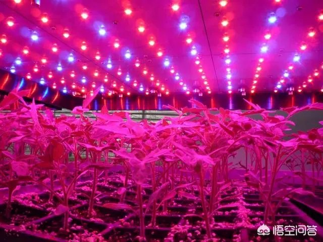 什么是设施农业?