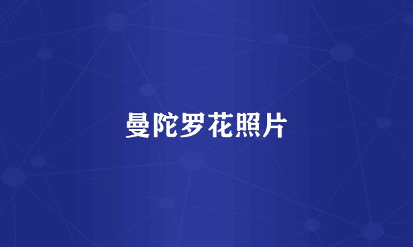 曼陀罗花照片