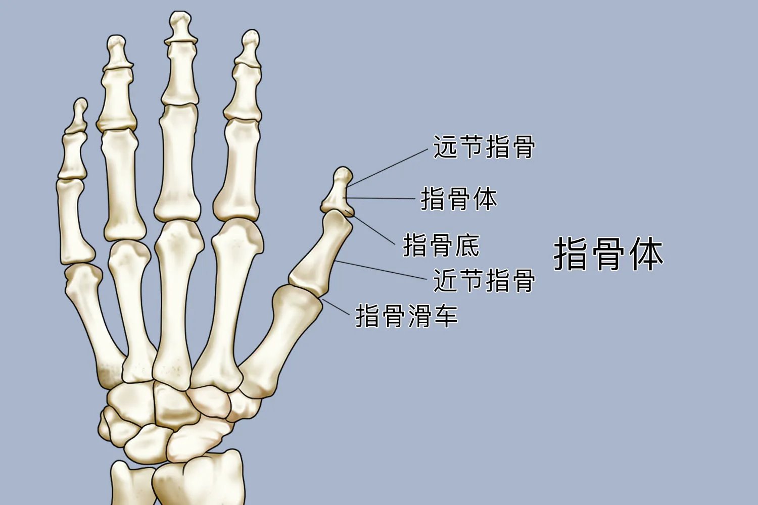 大拇指骨头图片大全