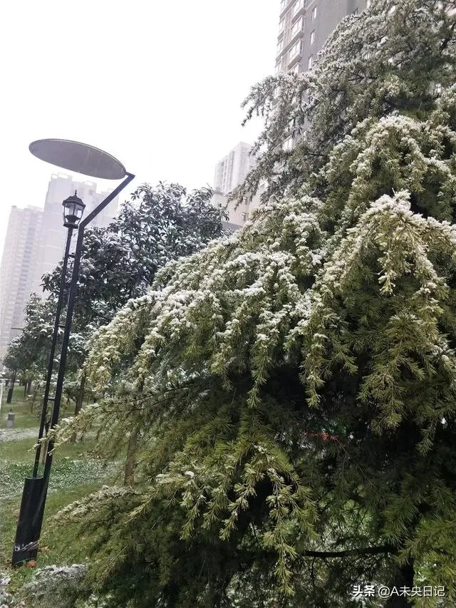 今年西安下雪为什么会这么早?会不会预示今年将会有极端天气出现?
