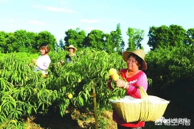 仙桃怎么样