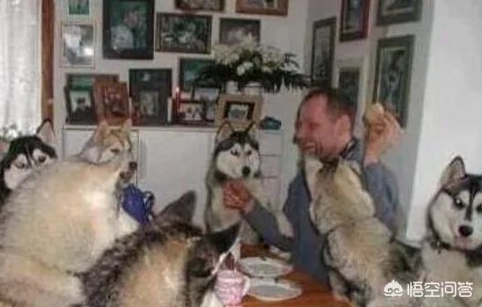 如果把狗狗自己放到陌生环境中