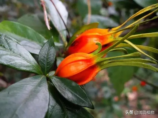 栀子和黄栀子有什么区别