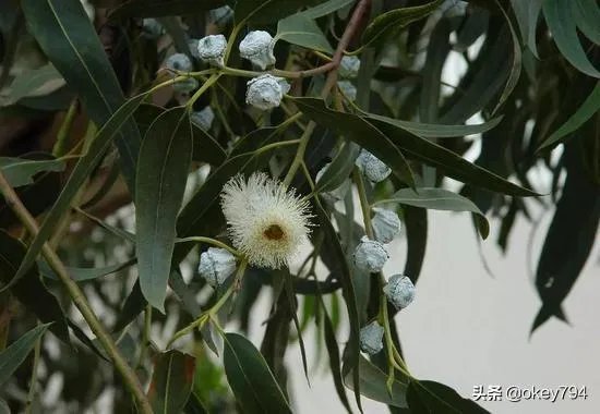 蓝桉的花语是什么？