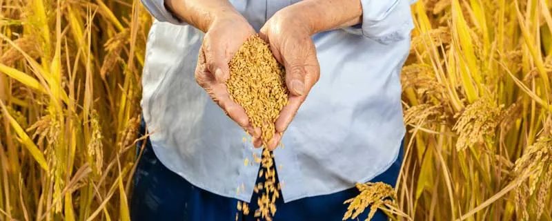 什么是粳米 粳米是啥东西