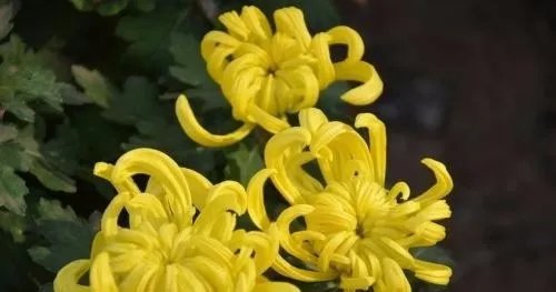 菊花的象征什么意义