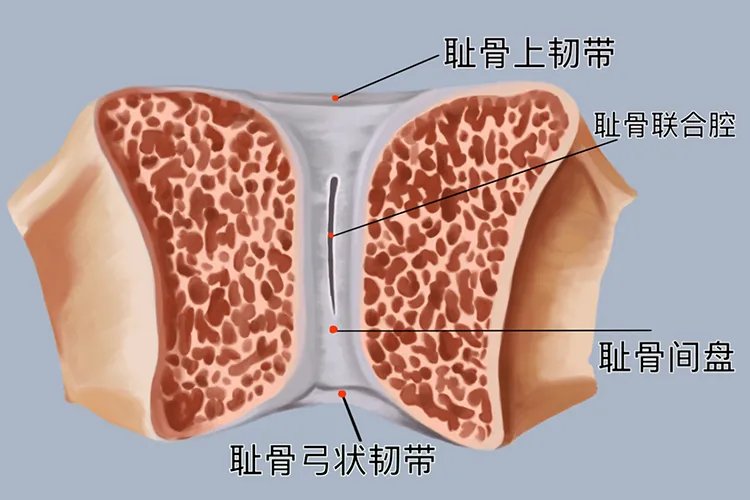 女性耻骨是哪个部位