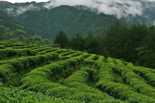 茶叶厂家