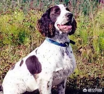 波音达猎犬有护卫能力吗?