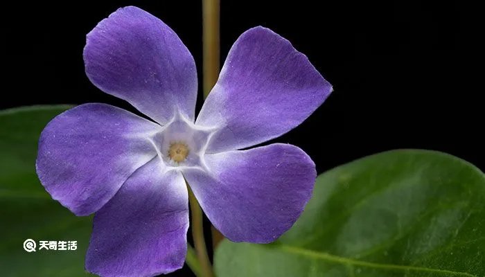 长春花花语