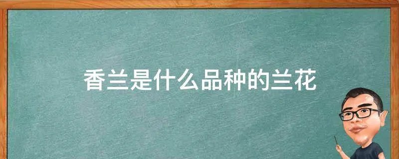 香兰是什么品种的兰花