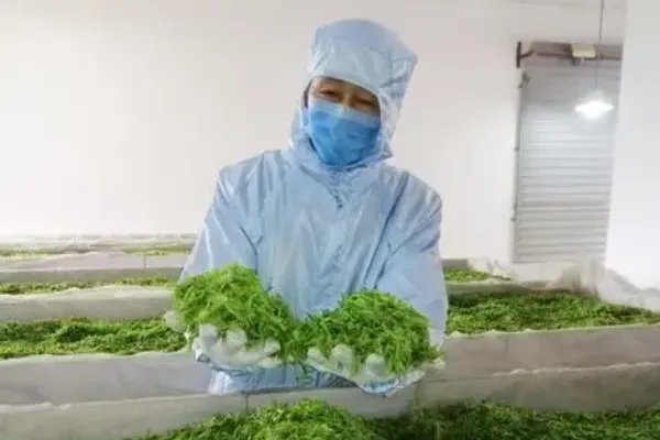 茶叶厂家