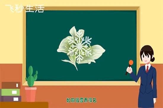 白茶是什么茶