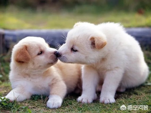 如果把狗狗自己放到陌生环境中