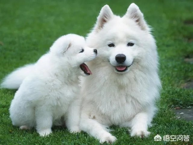 如果把狗狗自己放到陌生环境中