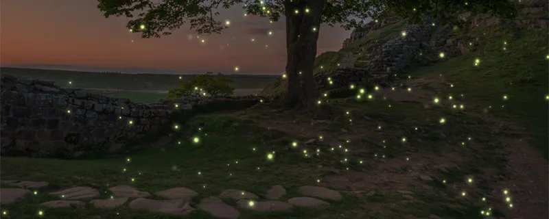 虫儿飞歌词 虫儿飞歌曲背景