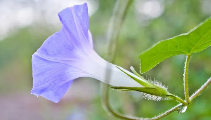 牵牛花有毒吗 牵牛花有没有毒